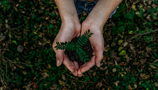 Planting
