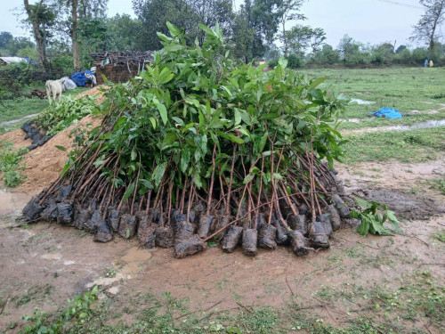 tree plant